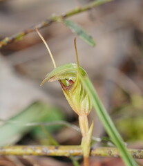 Pterostylis concinna