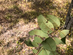 Bridelia leichhardtii