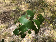 Bridelia leichhardtii