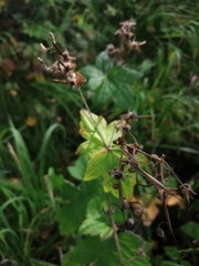 Geranium platyanthum
