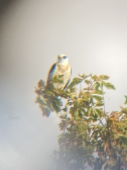 Elanus leucurus