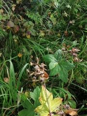 Geranium platyanthum