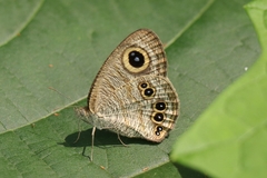Ypthima baldus
