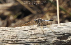 Orthetrum caledonicum