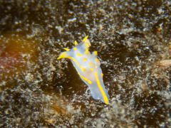 Polycera quadrilineata