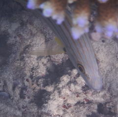 Lutjanus carponotatus