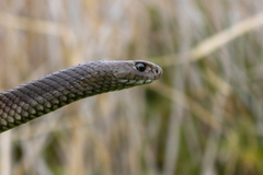 Pseudonaja textilis