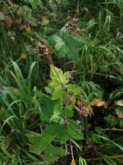 Geranium platyanthum
