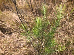 Cassinia laevis