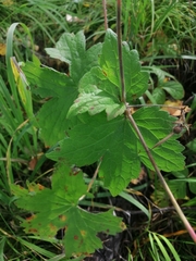 Geranium platyanthum