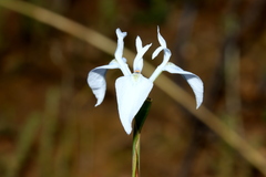 Moraea tripetala