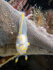 Polycera quadrilineata
