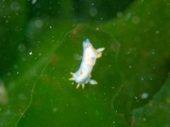 Polycera quadrilineata