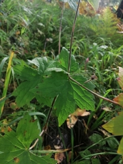 Geranium platyanthum