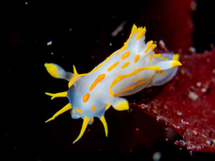 Polycera quadrilineata