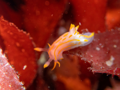 Polycera quadrilineata