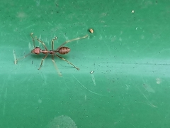 Oecophylla smaragdina