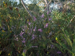 Eriostemon australasius