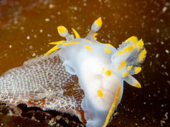 Polycera quadrilineata