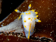 Polycera quadrilineata