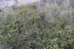 Acacia ulicifolia
