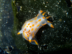 Polycera quadrilineata