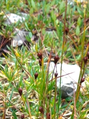 Oreojuncus