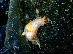 Polycera quadrilineata