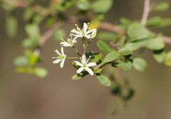 Bursaria spinosa spinosa