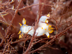 Polycera quadrilineata