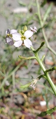 Cakile maritima