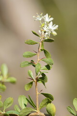 Bursaria spinosa spinosa