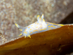 Polycera quadrilineata