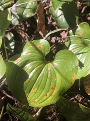 Maianthemum dilatatum
