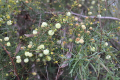 Acacia ulicifolia