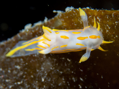 Polycera quadrilineata