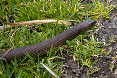 Pseudonaja textilis