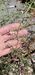 Cakile maritima