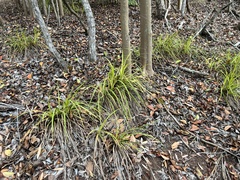 Carex wahuensis