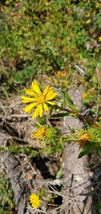 Grindelia integrifolia