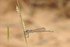 Austrolestes aridus