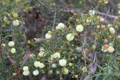 Acacia ulicifolia