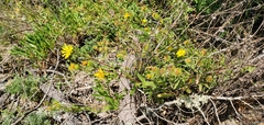 Grindelia integrifolia
