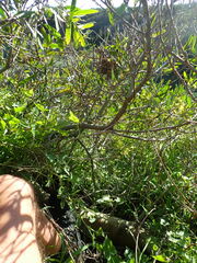 Acacia longifolia sophorae