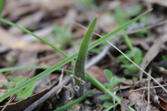 Caladenia atrovespa