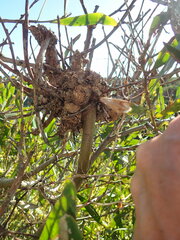 Acacia longifolia sophorae