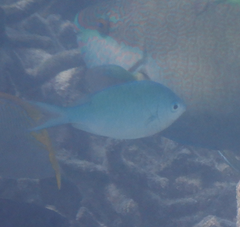 Chromis atripectoralis