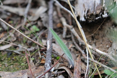 Caladenia atrovespa