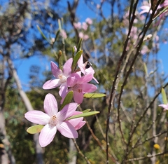 Eriostemon australasius