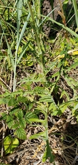 Sonchus arvensis arvensis
